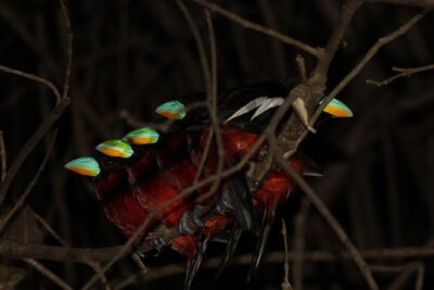 Borneo Wildlife Tour 3 Days 2 Nights At Tanjung Bulat Jungle Camp Kinabatangan