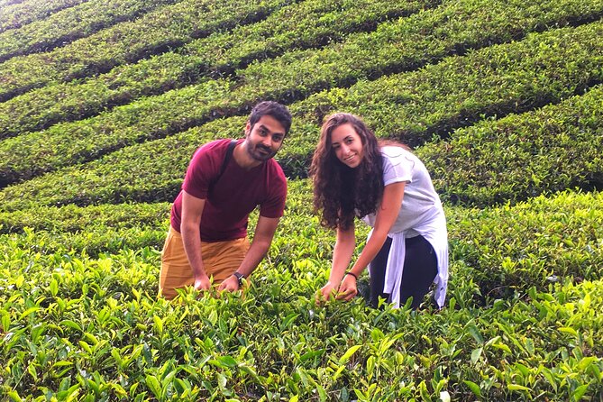 Cameron Highland Best Day Tour from Ipoh with Lunch ( Day Trip) - What the private format really adds