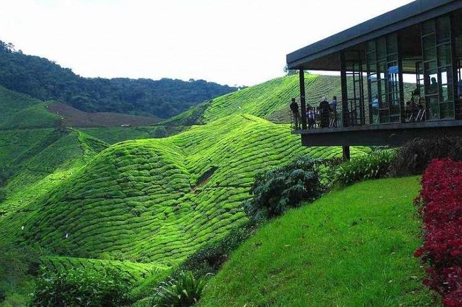 Cameron Highland Day Tour from Kuala Lumpur - Key points to know before booking