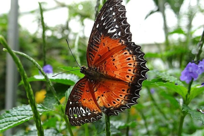 Cameron Highland Day Tour from Kuala Lumpur - BOH Tea Plantation and the factory visit