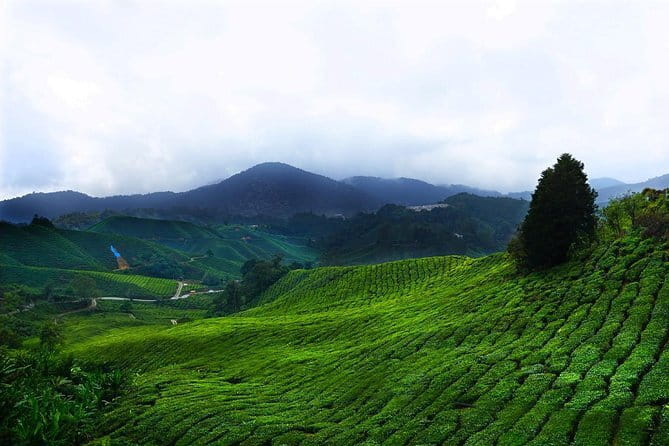 Cameron Highland Day-Trip from Kuala Lumpur - At a glance
