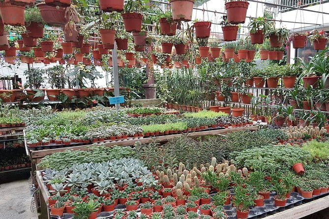 Cameron Highland Day-Trip from Kuala Lumpur - Big Red Strawberry Farm turns the visit hands-on