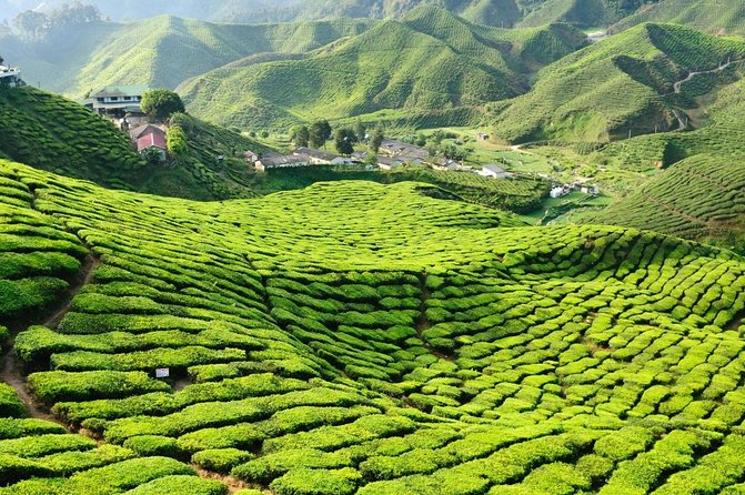 Cameron Highland Full Day Tour from KL City (Private) - The long road up from Kuala Lumpur