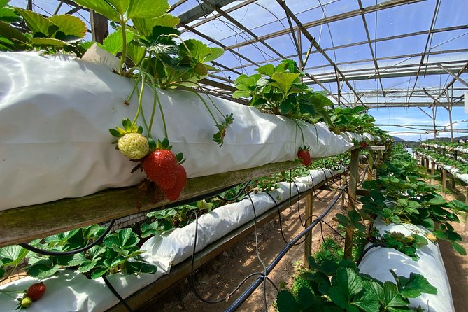 Cameron Highland Full Day Tour from KL City (Private) - Fresh produce and the working highlands
