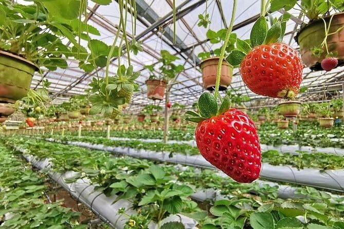Cameron Highland Full Day Tour from KL City Private Tour - Butterflies, honey, and cacti keep the day varied