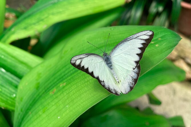 Cameron Highland Full Day Tour from KL City (Private) - Strawberries, honey, butterflies, and cacti