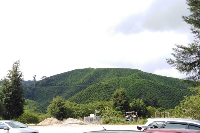 Cameron Highland Private Day Tour - The grape and tomato farm near Kampung Raja