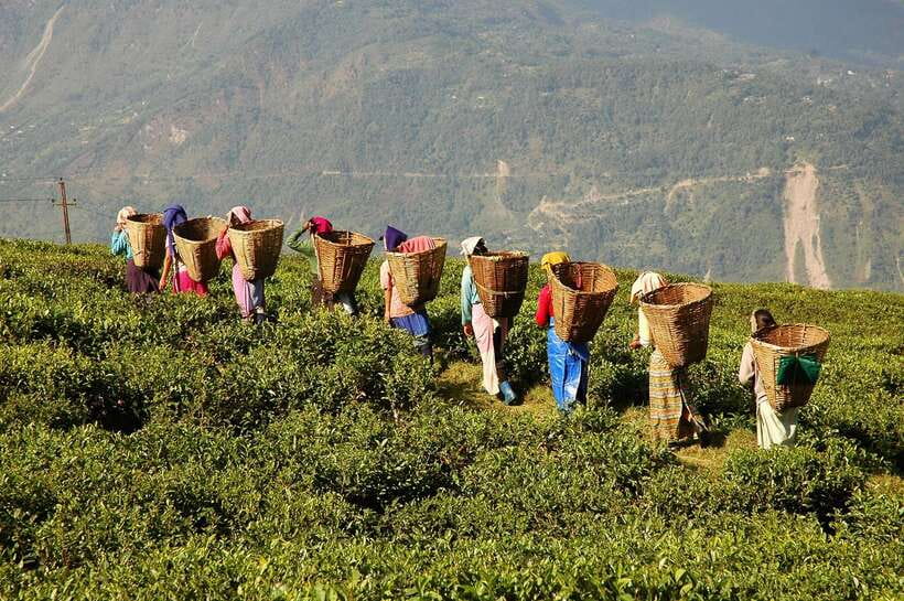 Cameron Highlands 1 Day Tour from Kuala Lumpur - The long road to Cameron Highlands