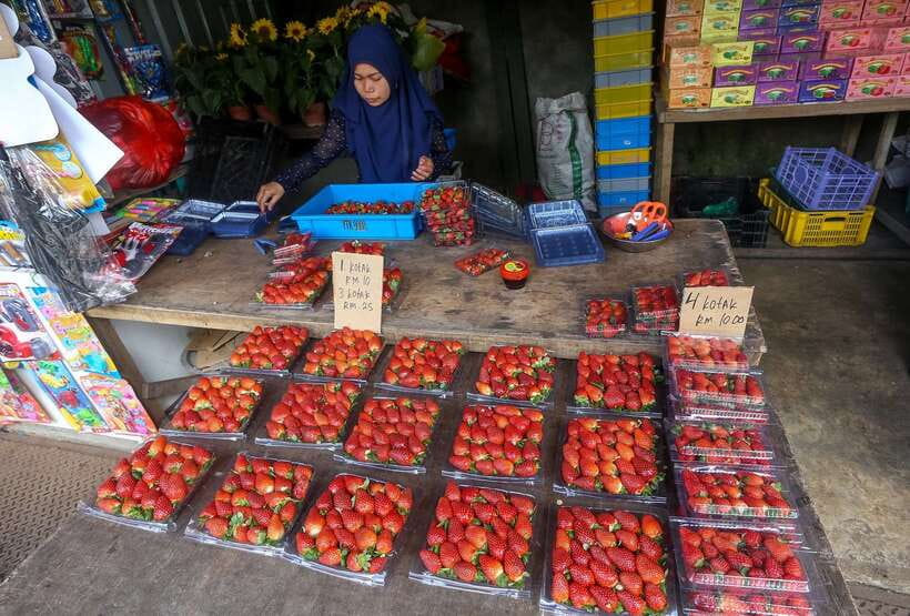 Cameron Highlands 1 Day Tour from Kuala Lumpur - Why the tea plantations are worth the drive
