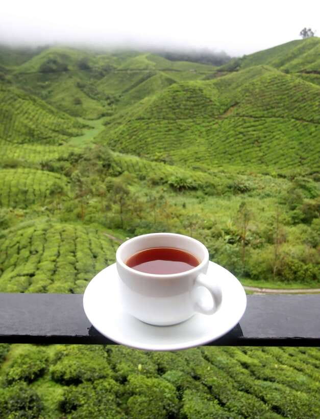 Cameron Highlands 1 Day Tour from Kuala Lumpur - Butterfly gardens, insects, and a small animal stop