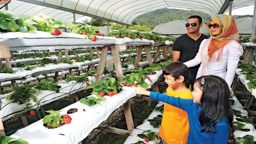 Cameron Highlands 1 Day Tour from Kuala Lumpur - Sam Poh Temple adds a cultural pause