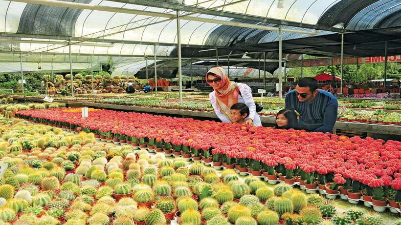Cameron Highlands 1 Day Tour from Kuala Lumpur - Is $173 a fair price?