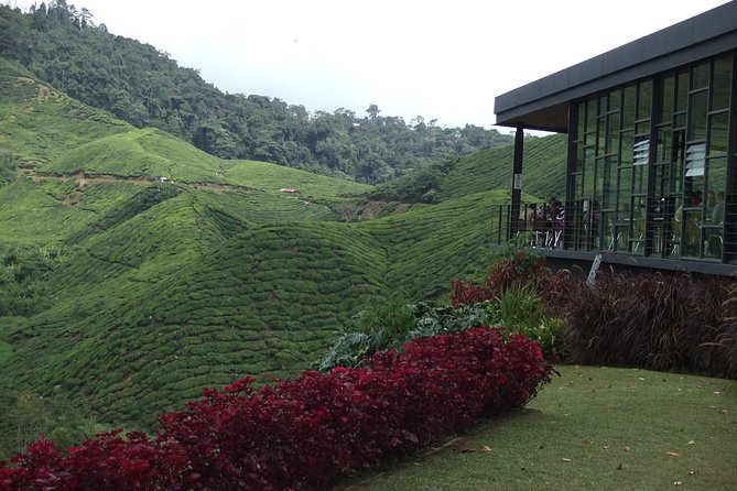Cameron Highlands Amazing Day Trip Tour with Local Lunch - Why this Kuala Lumpur day trip works