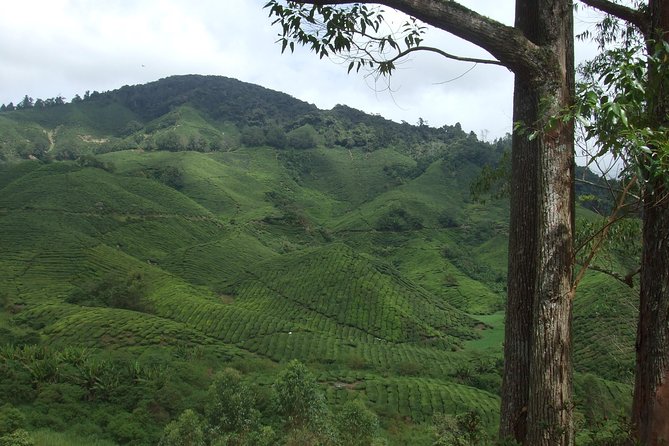 Cameron Highlands Amazing Day Trip Tour with Local Lunch - Strawberries at Raju Hill