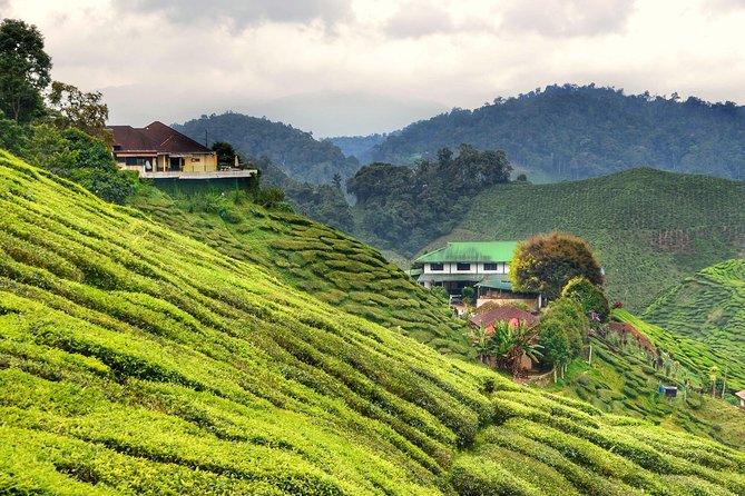 Cameron Highlands Full-Day Nature Tour - Why Cameron Highlands works as a day trip from Kuala Lumpur