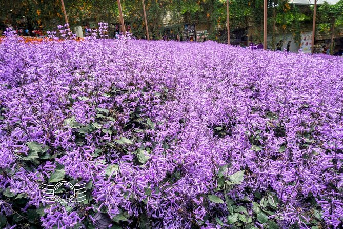 Cameron Highlands Full-Day Tour from Ipoh with Lunch - Sungai Palas puts tea first