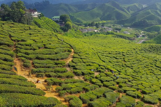 Cameron Highlands Full-Day Tour from Ipoh with Lunch - Cactus Valley adds color without a long visit
