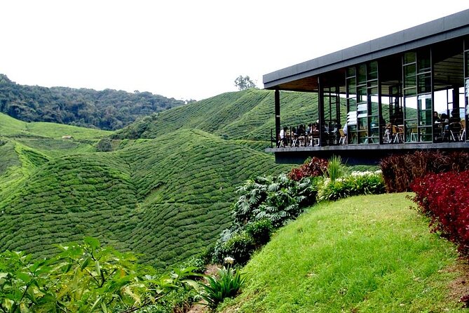 Cameron Highlands Full-Day Tour from Ipoh with Lunch - Cameron Bharat gives you a second tea view