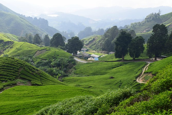 Cameron Highlands, Garden of Nature Full Day Private Guided Tour - A 7:30 am start and a private ride into the hills