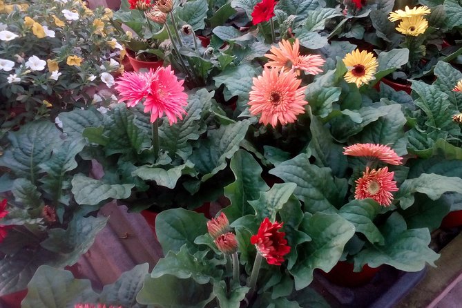 Cameron Highlands, Garden of Nature Full Day Private Guided Tour - Strawberries, flowers, and the highland market