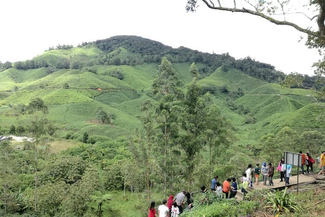 Cameron Highlands, Garden of Nature Full Day Private Guided Tour - What $166.48 per person really buys you