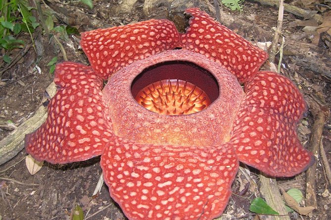 Cameron Highlands: Nature's Wonder Amazing Rafflesia Explorer - A jungle walk that calls for proper preparation
