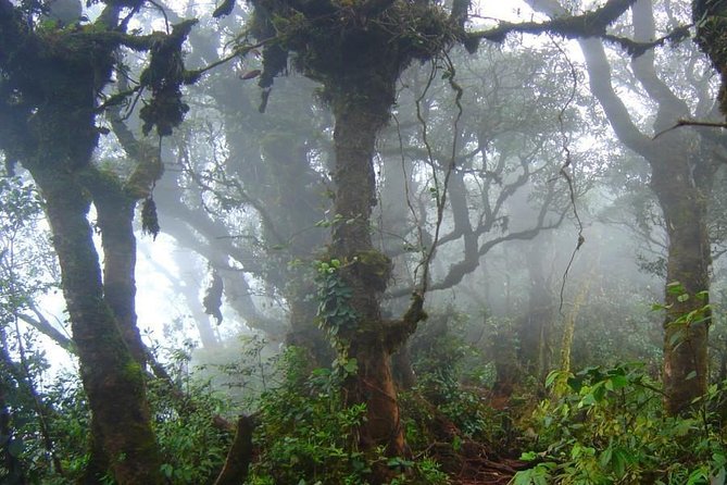 Cameron Highlands: Nature's Wonder Amazing Rafflesia Explorer - Who should book this Cameron Highlands day