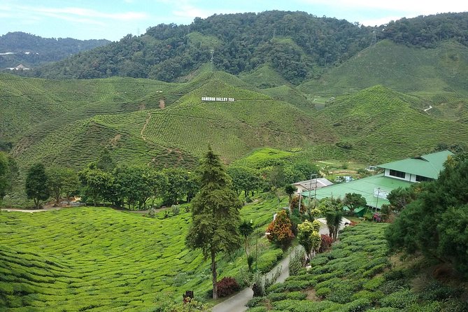 Cameron Highlands: Nature's Wonder Amazing Rafflesia Explorer - Meeting the Temiah Orang Asli community