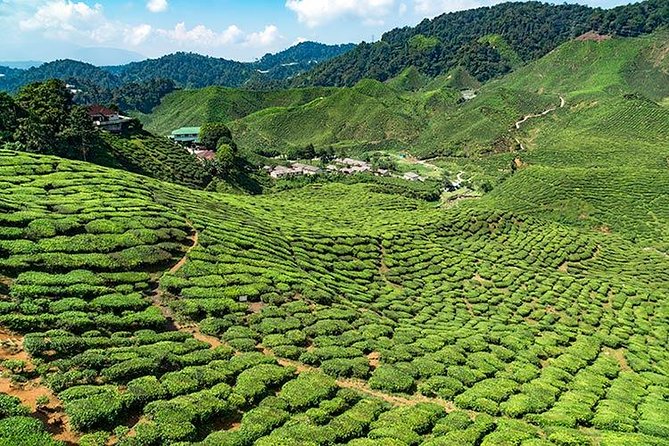 Cameron Highlands One Day Trip from Kuala Lumpur Privately Organised - Key points at a glance