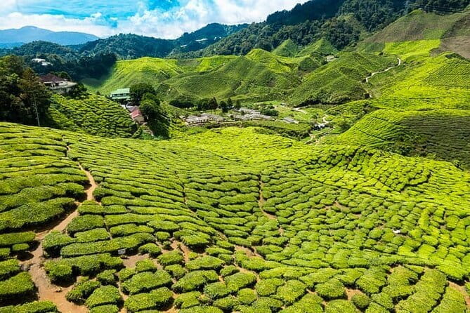 Cameron Highlands Private Day Tour from Ipoh, Package B - Leaving Ipoh early for the highlands