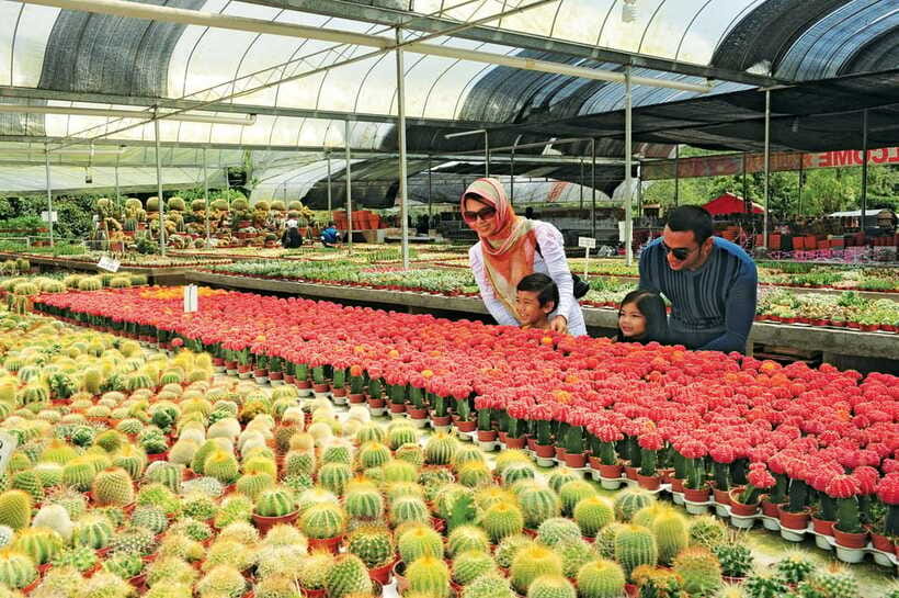 Cameron Highlands Private Day Tour from Kuala Lumpur - Kea Farm Market for a local stop