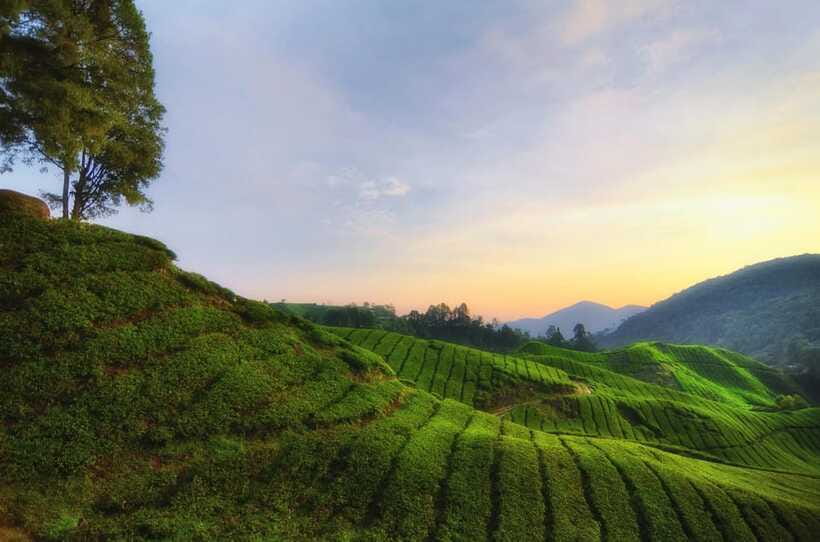 Cameron Highlands Private Day Tour from Kuala Lumpur - Practical advice for making the day smoother