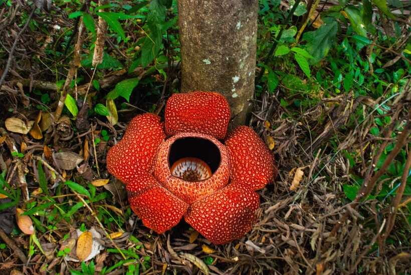 Cameron Highlands Private Day Tour from Kuala Lumpur - Should you book the Cameron Highlands tour?