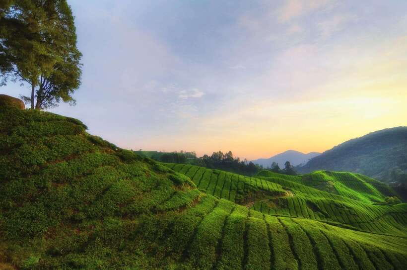 Cameron Highlands Private Day Tour from Kuala Lumpur - Boh Tea Plantation and the first wide views