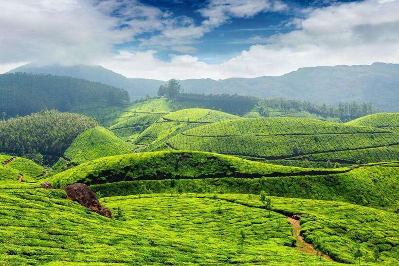 Cameron Highlands Private Day Trip - Why Cameron Highlands makes a good day out