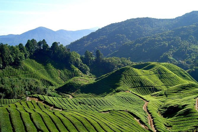 Cameron Highlands Sightseing Tour - Why this tour makes sense in Cameron Highlands