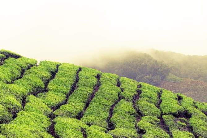 Cameron Highlands Sightseing Tour - Sam Poh Buddhist temple and the quieter side of the route