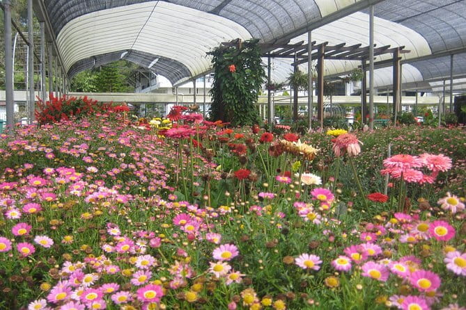 Cameron Highlands Sightseing Tour - Healthy Strawberry Farm and Cameron Highlands produce
