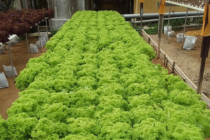 Cameron Highlands Sunrise Discovery - Seeing how BOH tea is made