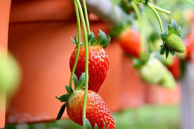 Cameron Highlands Tour from Kuala Lumpur - Strawberry Picking and Kea Farm Market