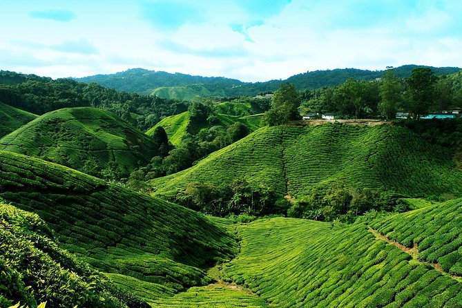 Cameron Highlands Tour from Kuala Lumpur - Lunch and What the Price Really Covers