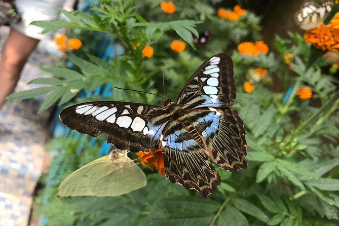 Cameron Highlands Tour on Private Basis - Butterflies, roses, cacti, and bees