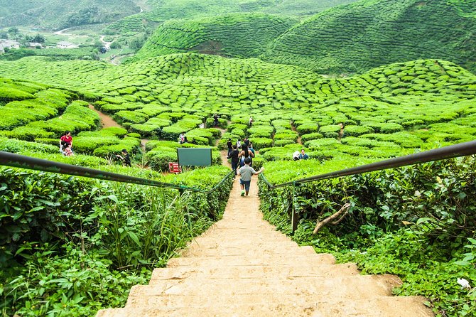Cameron Highlands Tour on Private Basis - Strawberries, vegetables, and the Malaysian table