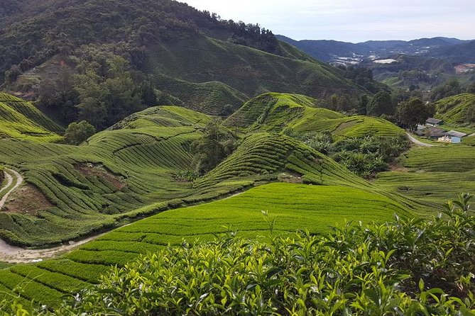 Cameron Highlands with Lunch Guided Day Tour (SIC/Shared Tour) - What makes this Cameron Highlands day trip worth considering