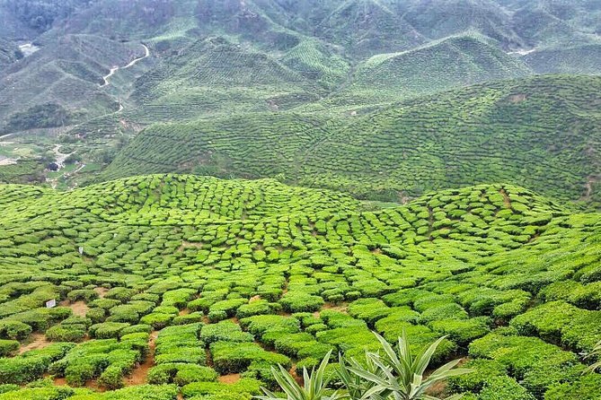 Cameron Highlands with Lunch Guided Day Tour (SIC/Shared Tour) - One hour at Agro Market and Mini Cameron Santorini