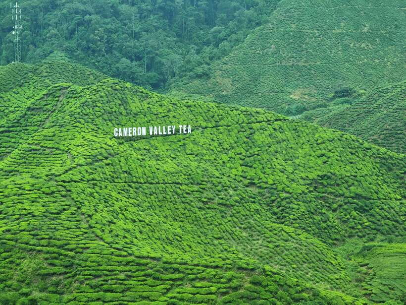 Cameroon Highland : Best nature in highland - Why Cameron Highlands makes a worthwhile day trip