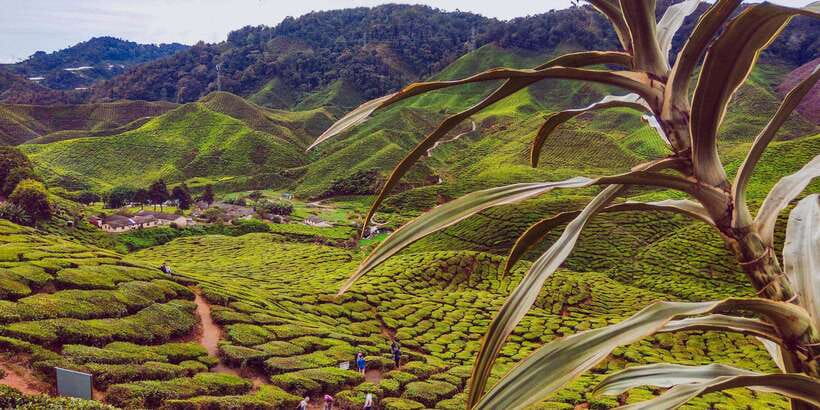 Cameroon Highland : Best nature in highland - Meeting an Aboriginal community along the route