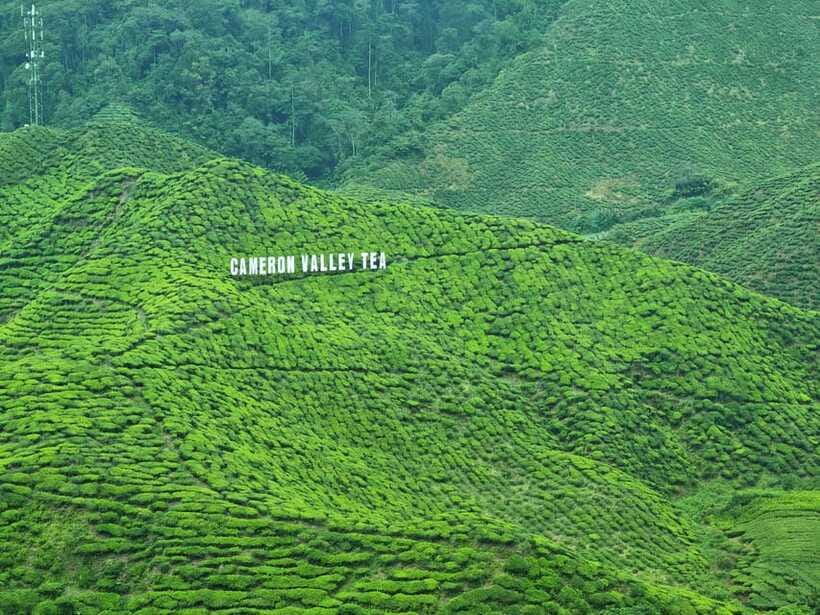 Cameroon Highland : Best nature in highland - Bharat Tea Plantation and the open highland views