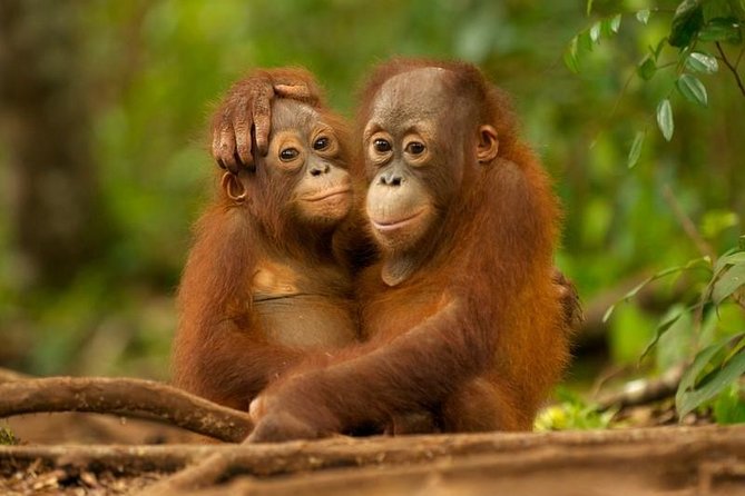 Day Trip Sepilok Orang-utan And City Tour (Flight Excluded) - Key points to know before booking