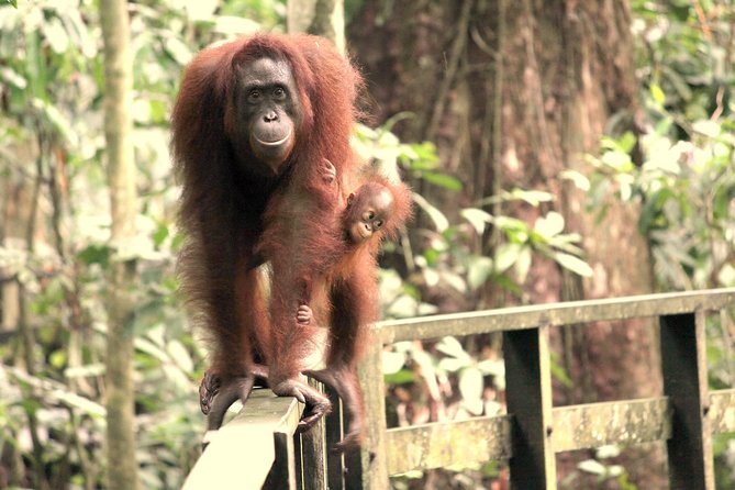 Day Trip Sepilok Orang-utan And City Tour (Flight Excluded) - Sandakan’s Central Market and everyday life